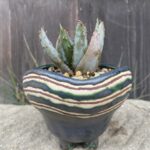 Aloe peglerae