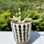 ユーフォルビア　グロボーサ