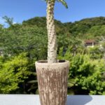 ドルステニア　ラヴラニー