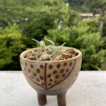 オーニソガラム　ヒスピダツム
