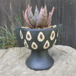 Aloe peglerae