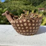 ユーフォルビア属デカリー