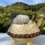 マミラリア　白星