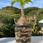Pachypodium baronial var.windsorii