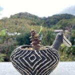 Othonnaアルミアナ