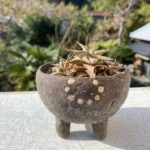 アロエ　ディスコイングシー