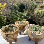 オーニソガラム　ヒスピダツム