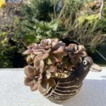 エケベリア　クロマ