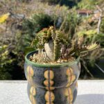 ユーフォルビアステラータ　飛竜