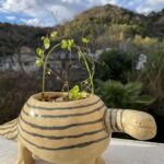 ディオスコレア・エレファンティペス（亀甲竜）