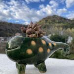 アドロミスクス　マリアンナエ