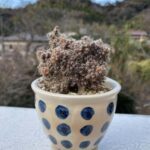 トリコディマデマ　デンサム（紫晃星）