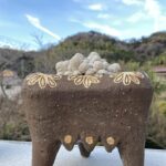 マミラリア姫春星