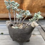 コチレドン　ふっくら娘