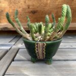 ユーフォルビア　イルミネス