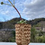 クラバータグリーン（？）