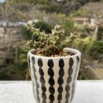 ユーフォルビア　レネウトニー