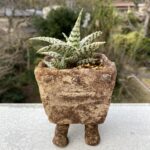 アロエ　ブリザード
