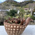 Haworthia viscosa