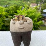 ユーフォルビア　フランコイシー