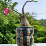アデニウム属アラビクム
