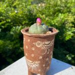 Lophophora willliamsii 烏羽玉